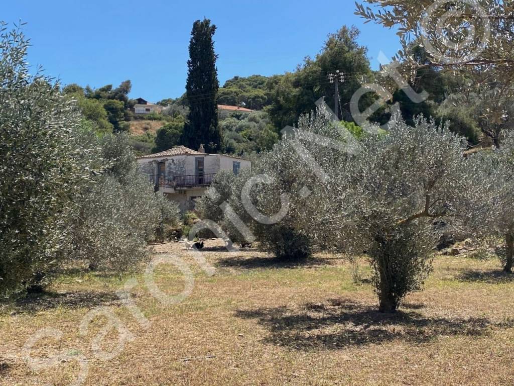 Through olive trees on flat plot to Donkey Thistle House.