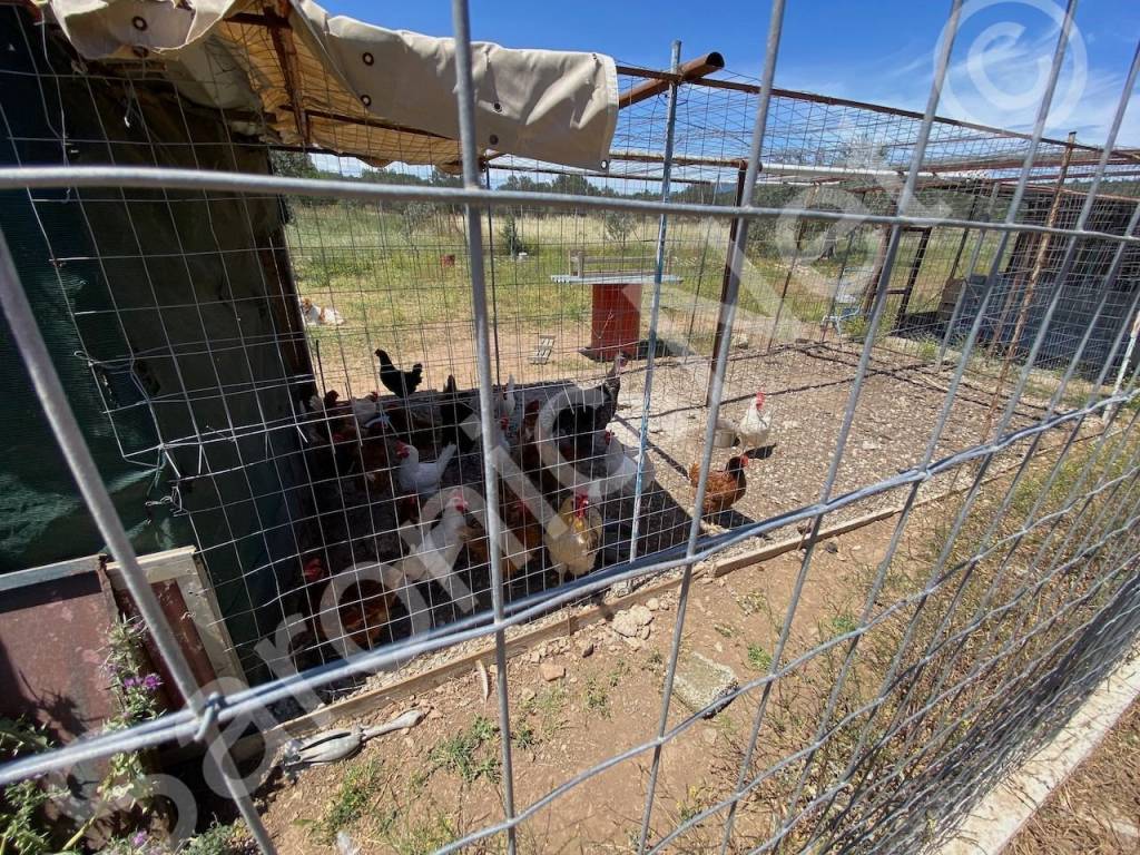 Plenty of room for smallholding livestock.