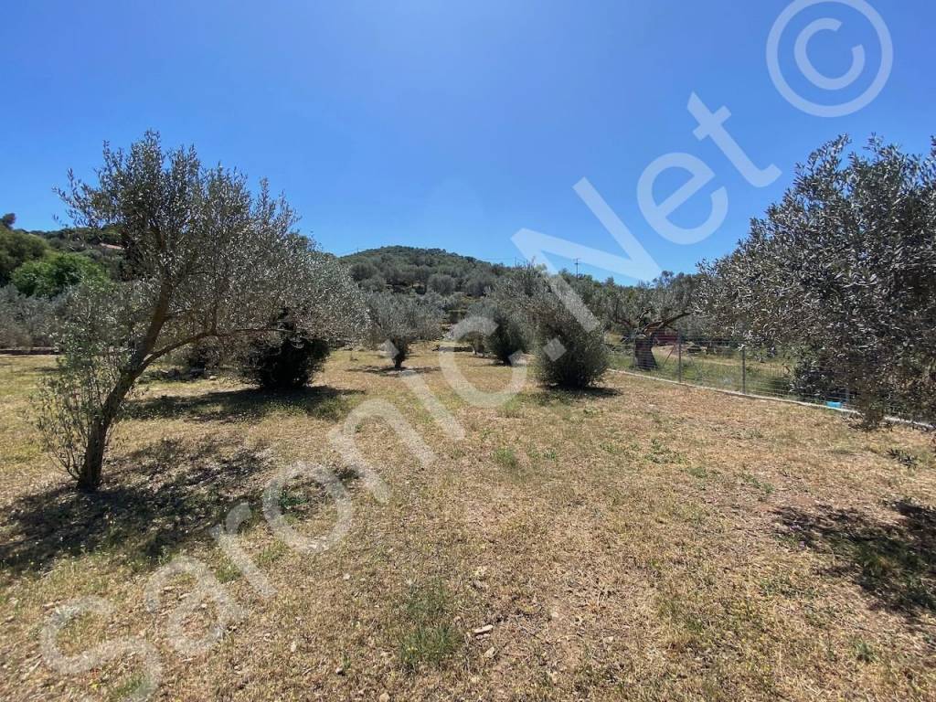 2800 m2 plot with 40+ established olive trees.