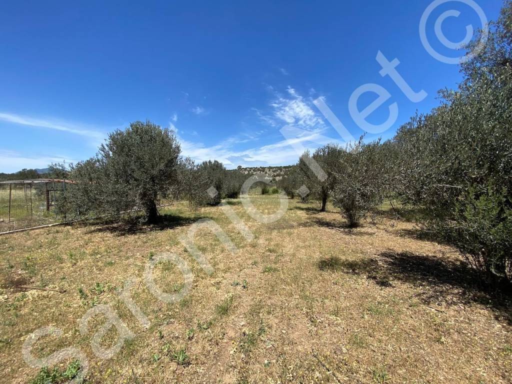 Huge plot of land with olive trees for peaceful lifestyle.