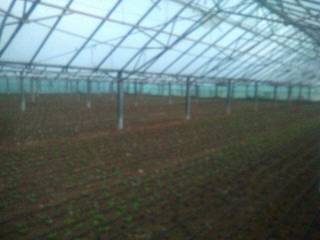 Παλαιότερη φωτογραφία των θερμοκηπίων