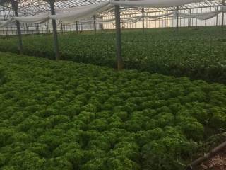 Παλαιότερη φωτογραφία των θερμοκηπίων