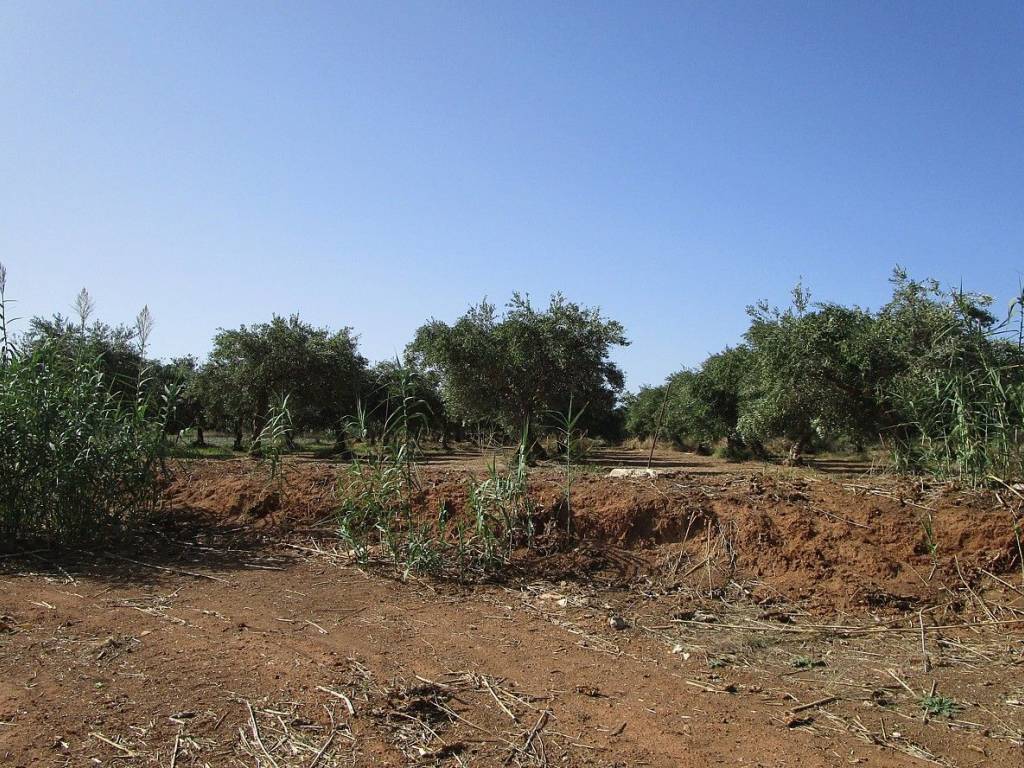 Ktimatoemporiki Land for sale in Kissamos Chania