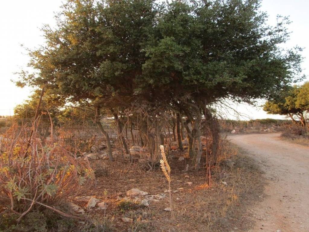 Ktimatoemporiki Land for sale in Sternes Akrotiri Chania