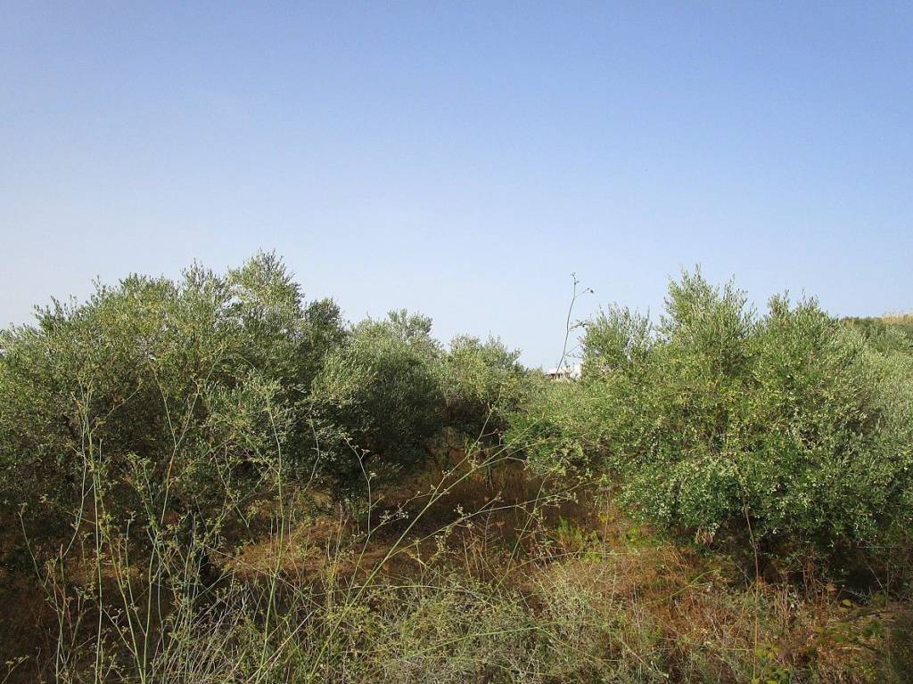 Ktimatoemporiki Plot for sale in Tavronitis Chania