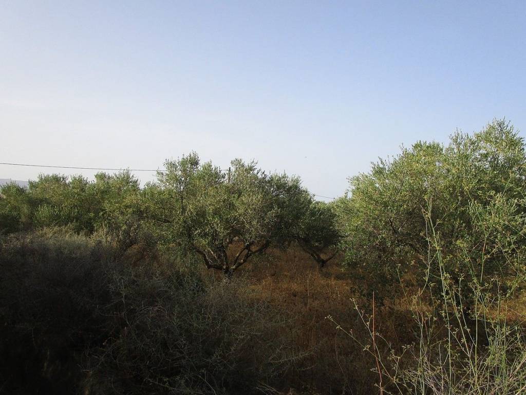 Ktimatoemporiki Plot for sale in Tavronitis Chania