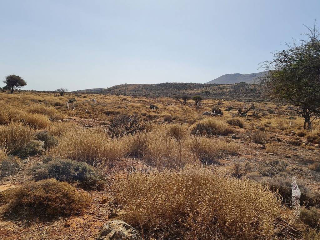 Ktimatomeporiki Huge Land in Kokkino Chorio Apokoronas