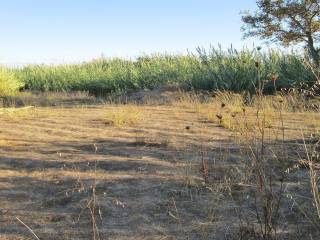 Ktimatoemporiki Maleme Plot for sale Chania