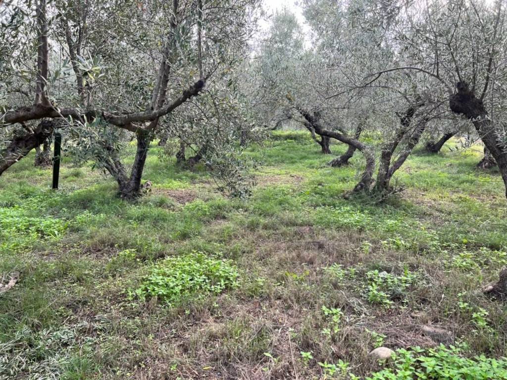 Land for sale in Vlacheronitissa