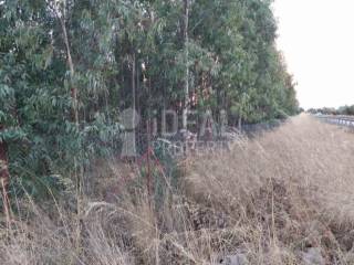 Αργοτεμάχιο