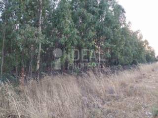 Αργοτεμάχιο