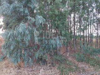 Αργοτεμάχιο