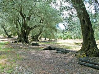 22 - Πωλείται 1-όροφη μονοκατοικία έκτασης 166 τμ στην Κέρκυ.