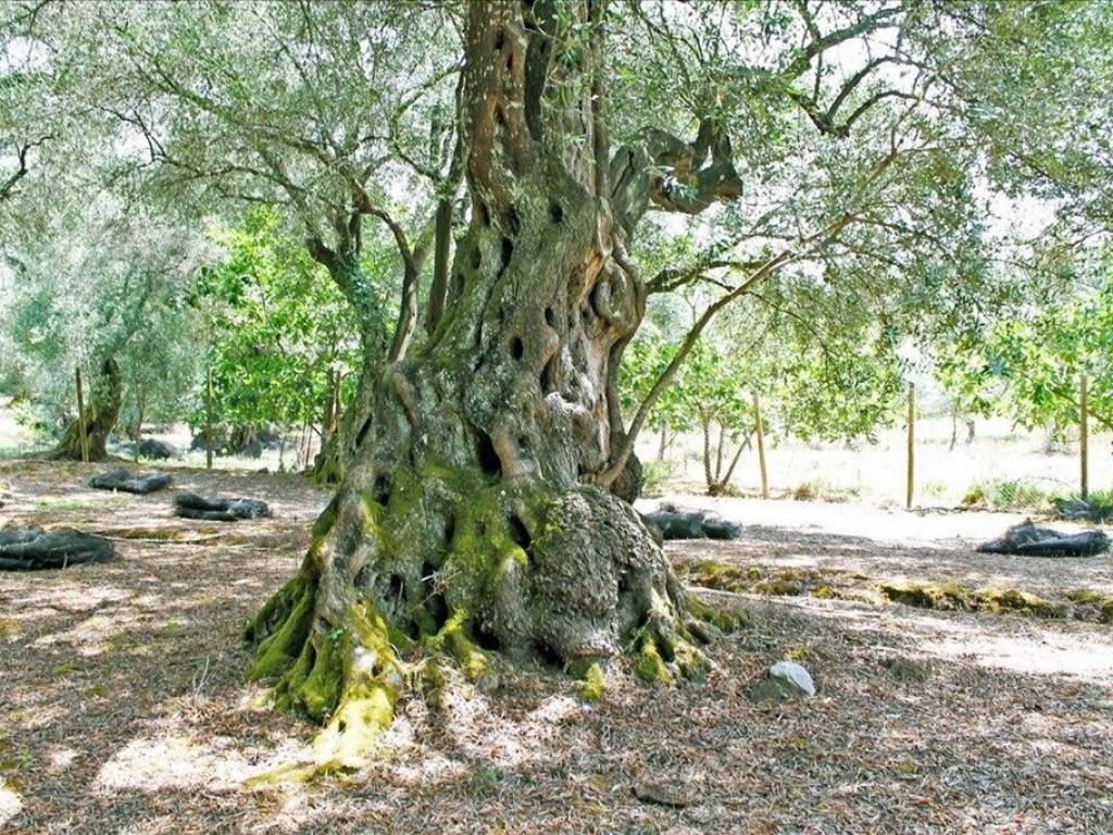 23 - Πωλείται 1-όροφη μονοκατοικία έκτασης 166 τμ στην Κέρκυ.