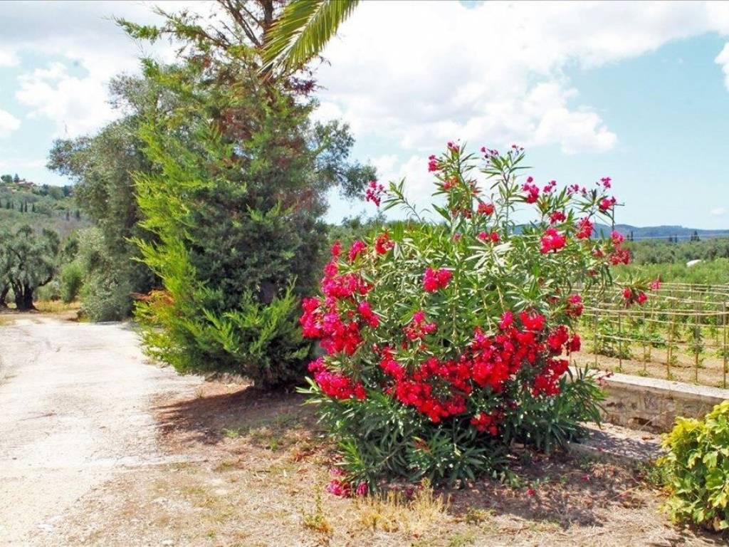 24 - Πωλείται 1-όροφη μονοκατοικία έκτασης 166 τμ στην Κέρκυ.