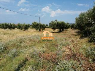 Νέα Σκιώνη, Αγροτεμάχιο, 5.481 τ.μ.