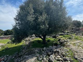 Olive groves on the property