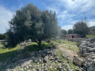 Terrain and landscape of the property