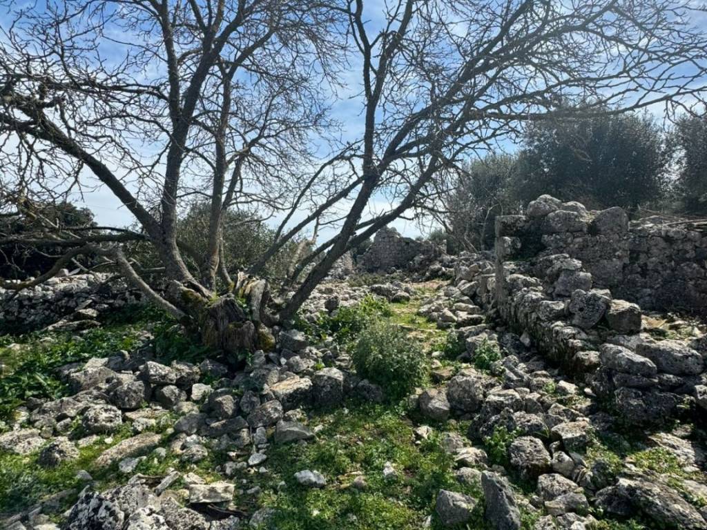 Terrain and landscape of the property