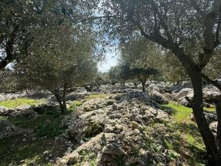 Terrain and landscape of the property