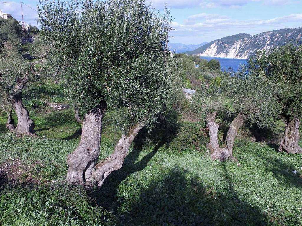 Olive groves and view from property