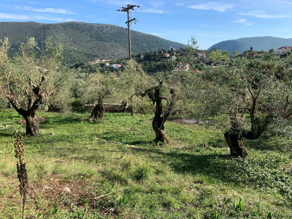 Olive groves on the property