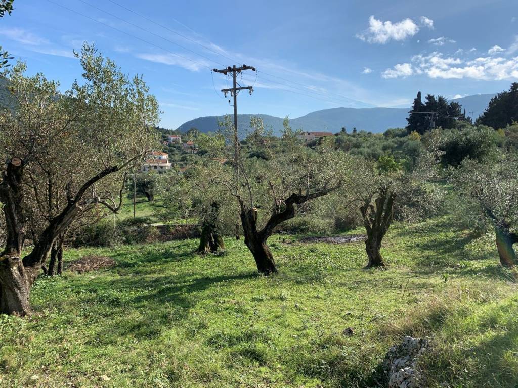 Olive groves on the property