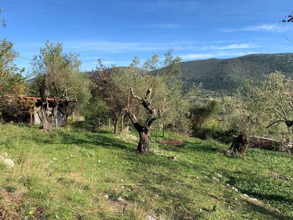 Olive groves and views of property