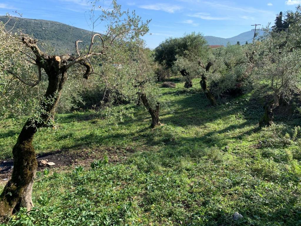 Olive groves on the property