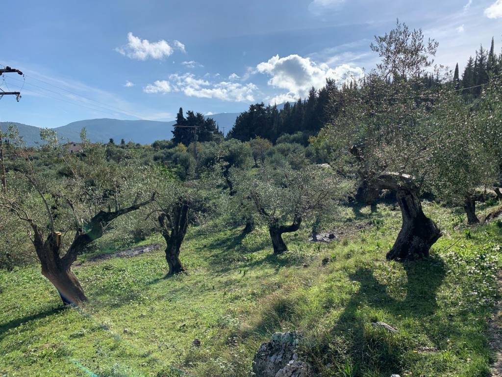 Olive groves and landscape of the property