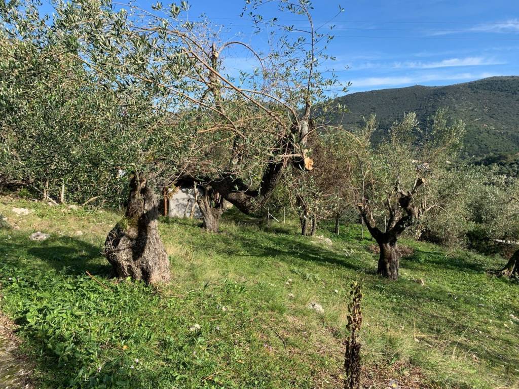 Olive groves and mountain views of the property