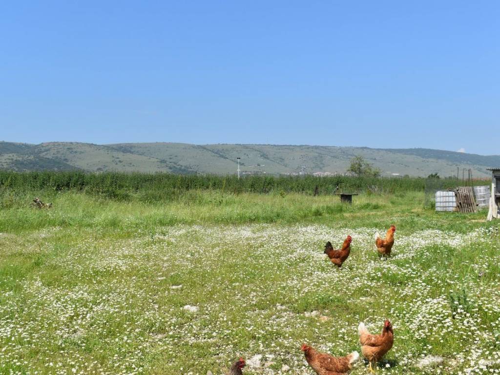 ΑΠΟΨΗ ΑΓΡΟΤΕΜΑΧΙΟΥ