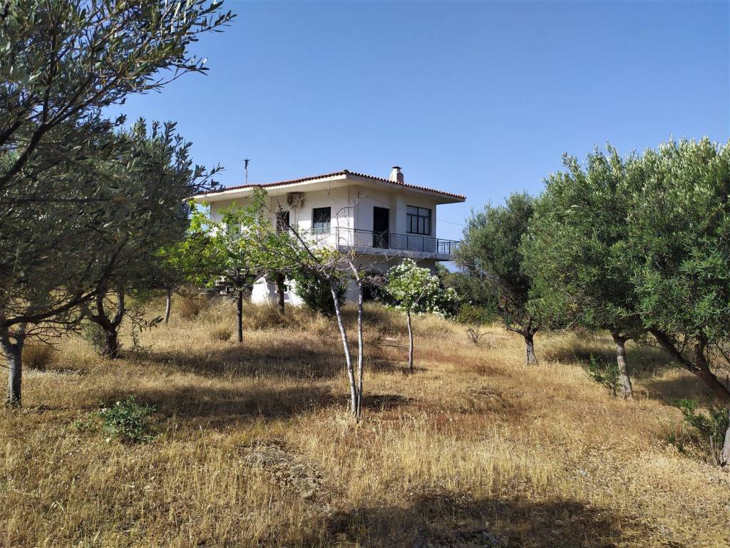 ΣΤΟ ΟΙΚΟΠΕΔΟ ΥΠΑΡΧΟΥΝ 60 ΕΛΑΙΟΔΕΝΔΡΑ