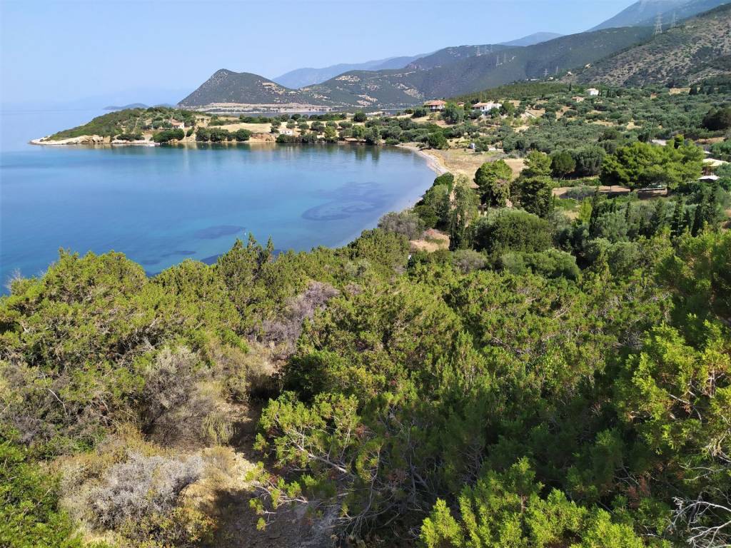 Ο ΟΡΜΟΣ ΤΗΣ ΑΓΙΑΣ ΕΙΡΗΝΗΣ ΤΟΛΟΦΩΝΟΣ