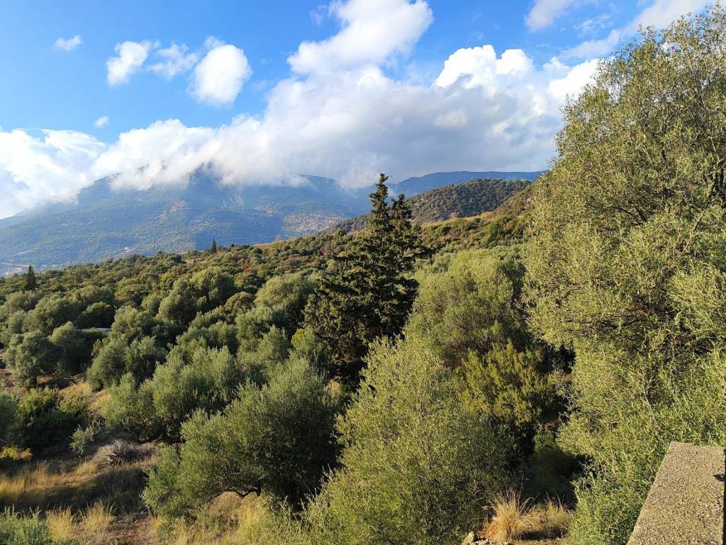 ΘΕΑ ΑΠΟ ΤΟ ΑΚΙΝΗΤΟ