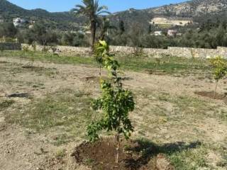 50 citrus trees