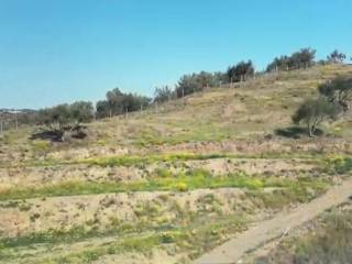 Wire Fence all around the plot and olive trees