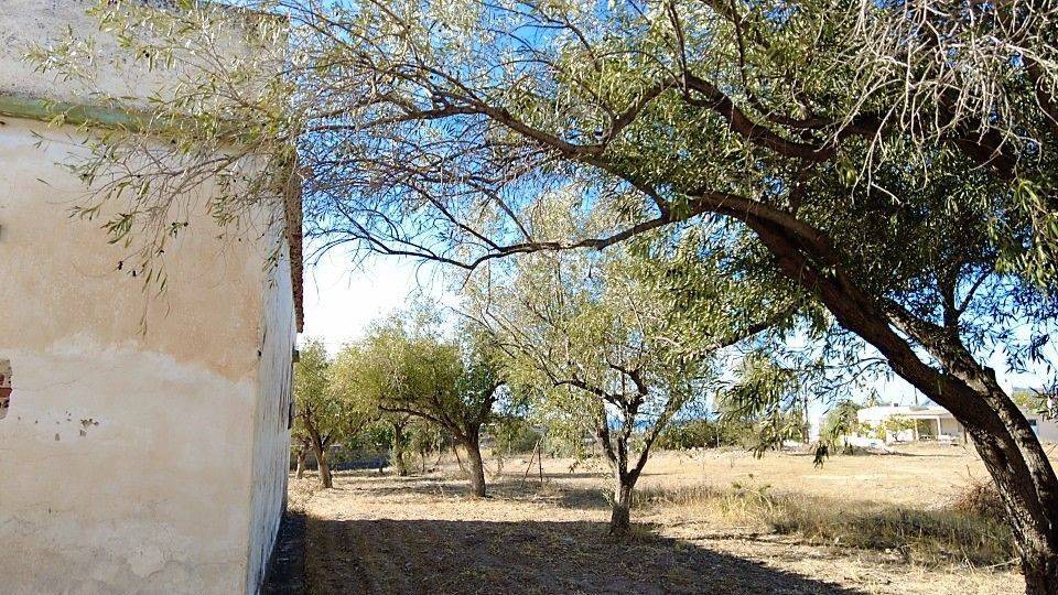 OLIVE TREES AS NATURAL PLOT BORDER (VIEW TO THE WEST)