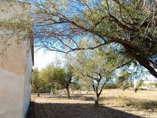 OLIVE TREES AS NATURAL PLOT BORDER (VIEW TO THE WEST)