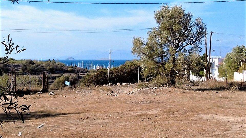 VIEW TO THE WEST FROM NATURAL PLOT BORDER