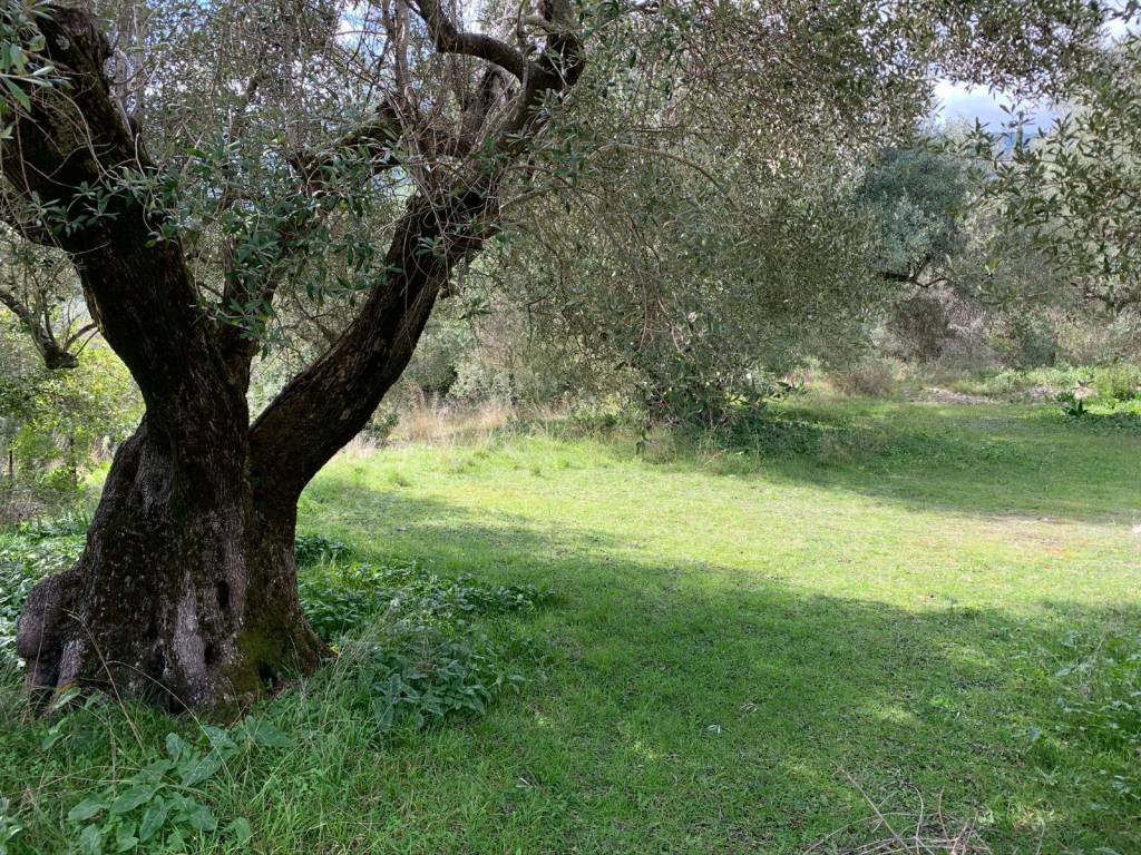 Olive groves on the land