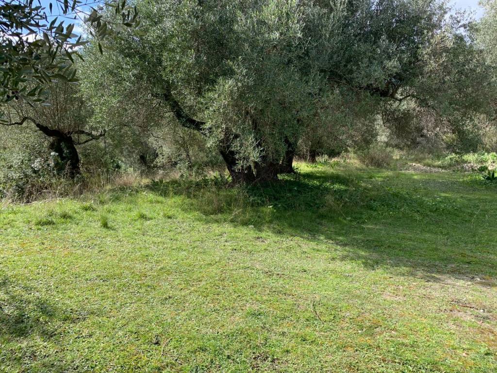 Olive groves on the land