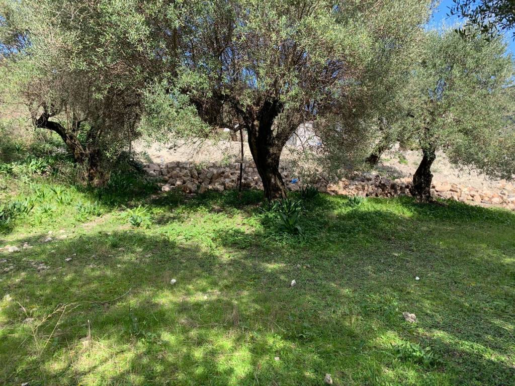 Olive groves and landscape