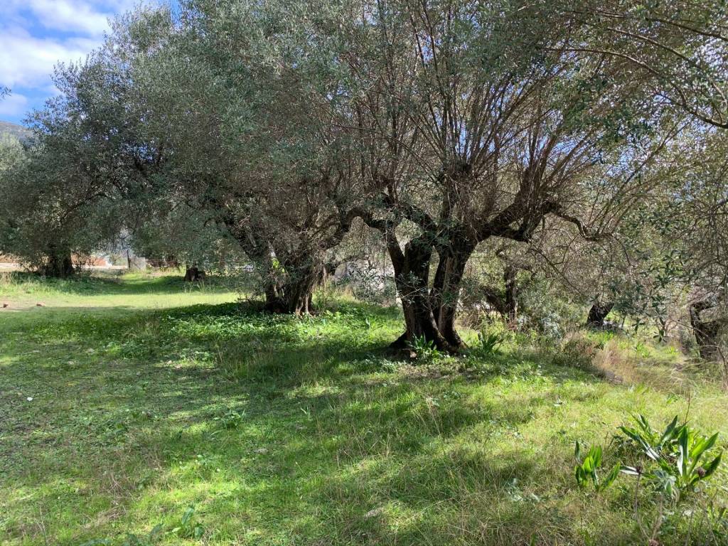 Olive groves on land