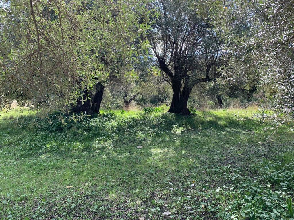 Olive groves on land