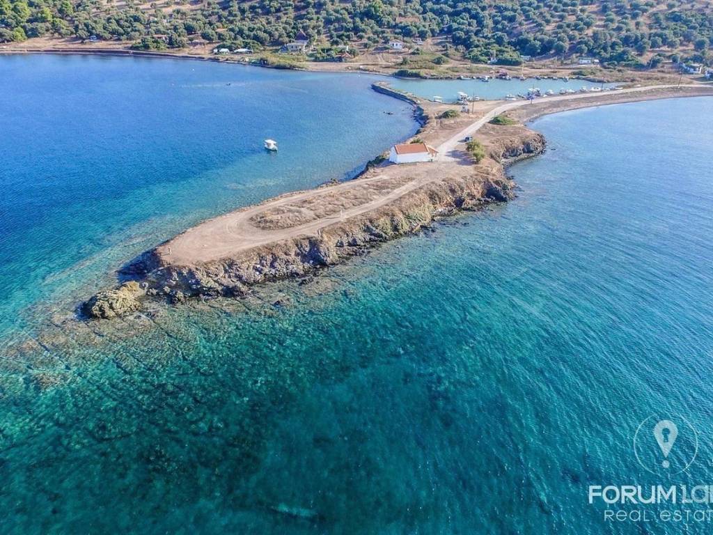 Forumland Real Estate,  παλιούρι