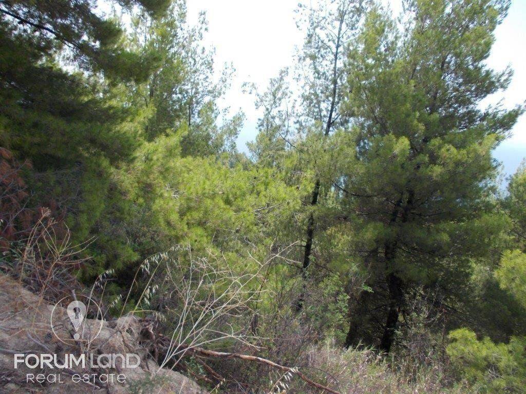 Forumland Real Estate,  αγροτεμάχιο