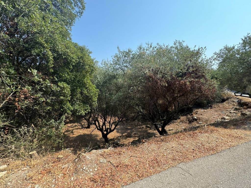 Road view of the land