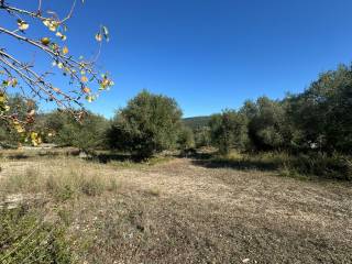 Olive groves of land for sale