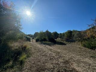 Olive groves of land for sale